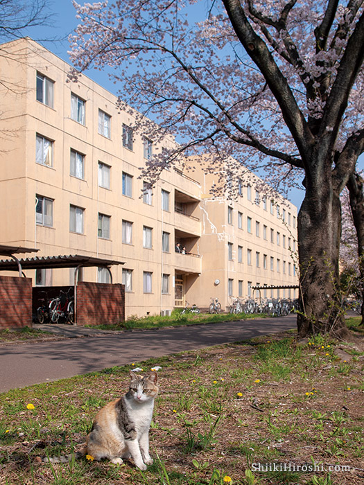 住めば都となるだろうか 筑波大学学生宿舎 写真 椎木広